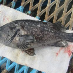 オリジナルメーカー海づり公園(市原市海づり施設) 釣果
