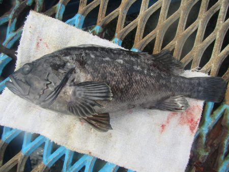 オリジナルメーカー海づり公園(市原市海づり施設) 釣果