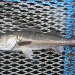 オリジナルメーカー海づり公園(市原市海づり施設) 釣果