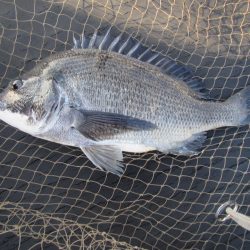 オリジナルメーカー海づり公園(市原市海づり施設) 釣果