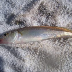 オリジナルメーカー海づり公園(市原市海づり施設) 釣果