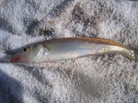 オリジナルメーカー海づり公園(市原市海づり…