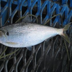オリジナルメーカー海づり公園(市原市海づり施設) 釣果