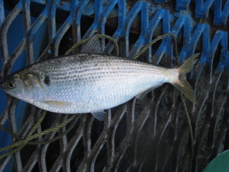オリジナルメーカー海づり公園(市原市海づり施設) 釣果