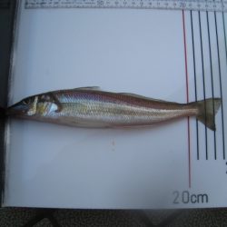 オリジナルメーカー海づり公園(市原市海づり施設) 釣果