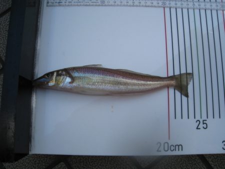 オリジナルメーカー海づり公園(市原市海づり施設) 釣果