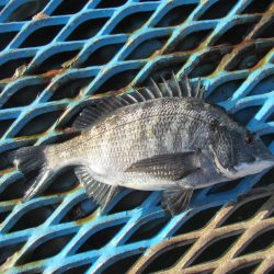 オリジナルメーカー海づり公園(市原市海づり施設) 釣果