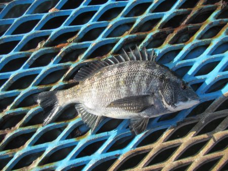 オリジナルメーカー海づり公園(市原市海づり…