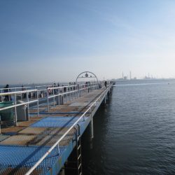 オリジナルメーカー海づり公園(市原市海づり施設) 釣果