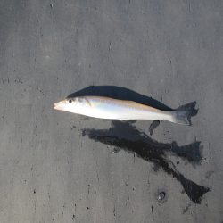 オリジナルメーカー海づり公園(市原市海づり施設) 釣果