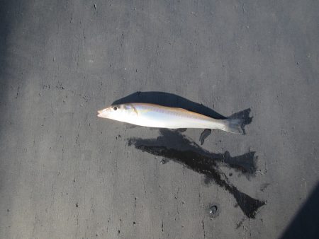 オリジナルメーカー海づり公園(市原市海づり…