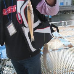 オリジナルメーカー海づり公園(市原市海づり施設) 釣果