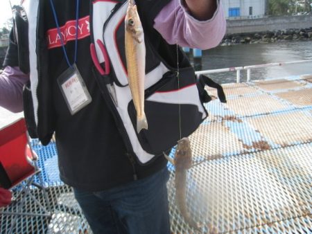 オリジナルメーカー海づり公園(市原市海づり施設) 釣果