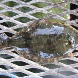 オリジナルメーカー海づり公園(市原市海づり施設) 釣果
