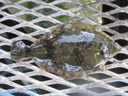 オリジナルメーカー海づり公園(市原市海づり施設) 釣果