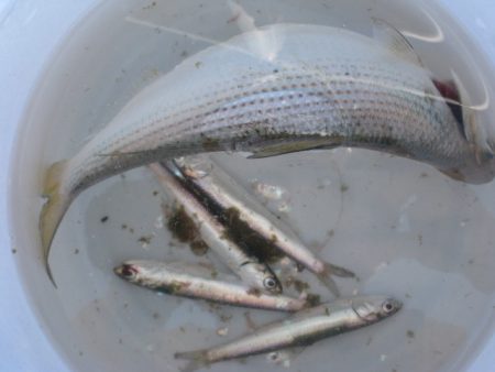 オリジナルメーカー海づり公園(市原市海づり施設) 釣果