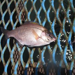オリジナルメーカー海づり公園(市原市海づり施設) 釣果