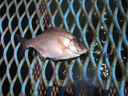 オリジナルメーカー海づり公園(市原市海づり施設) 釣果