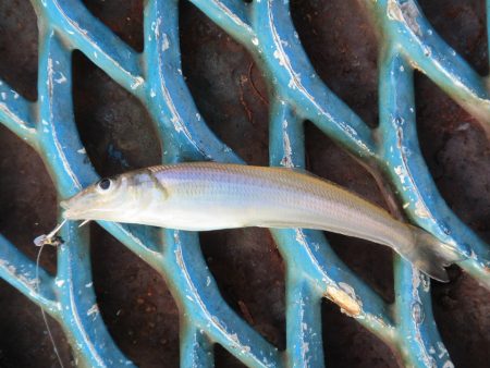 オリジナルメーカー海づり公園(市原市海づり施設) 釣果