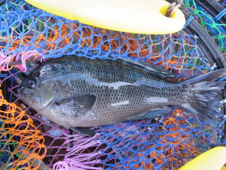 オリジナルメーカー海づり公園(市原市海づり…