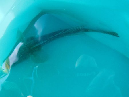 オリジナルメーカー海づり公園(市原市海づり施設) 釣果