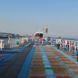 オリジナルメーカー海づり公園(市原市海づり施設) 釣果