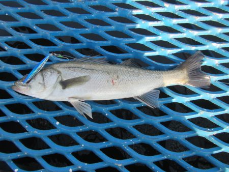 オリジナルメーカー海づり公園(市原市海づり…