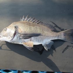 オリジナルメーカー海づり公園(市原市海づり施設) 釣果
