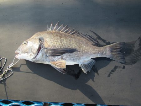 オリジナルメーカー海づり公園(市原市海づり施設) 釣果