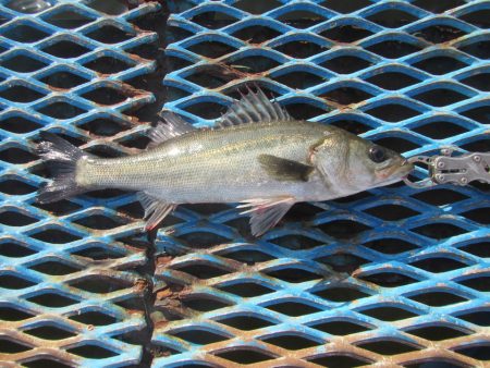 オリジナルメーカー海づり公園(市原市海づり…