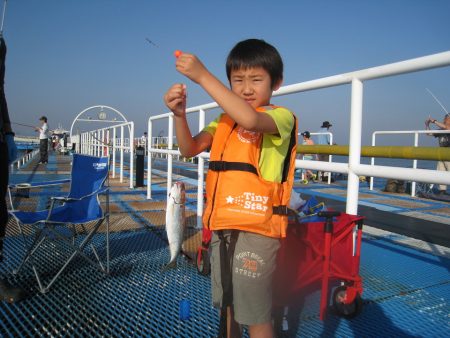 オリジナルメーカー海づり公園(市原市海づり施設) 釣果