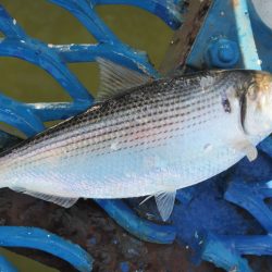 オリジナルメーカー海づり公園(市原市海づり施設) 釣果