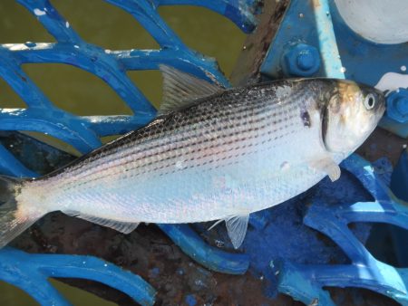 オリジナルメーカー海づり公園(市原市海づり施設) 釣果