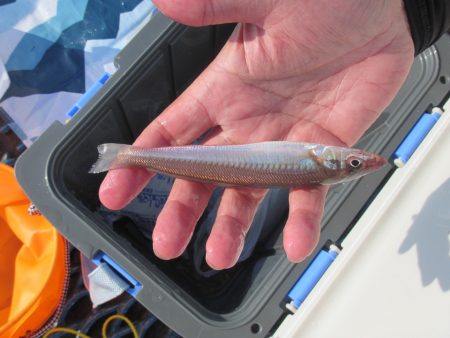 オリジナルメーカー海づり公園(市原市海づり施設) 釣果