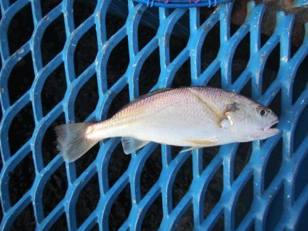 オリジナルメーカー海づり公園(市原市海づり施設) 釣果