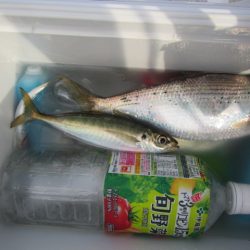 オリジナルメーカー海づり公園(市原市海づり施設) 釣果