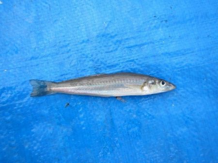 オリジナルメーカー海づり公園(市原市海づり施設) 釣果