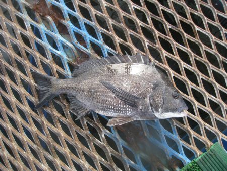 オリジナルメーカー海づり公園(市原市海づり…