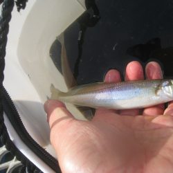オリジナルメーカー海づり公園(市原市海づり施設) 釣果