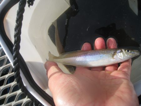 オリジナルメーカー海づり公園(市原市海づり施設) 釣果