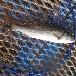 オリジナルメーカー海づり公園(市原市海づり施設) 釣果