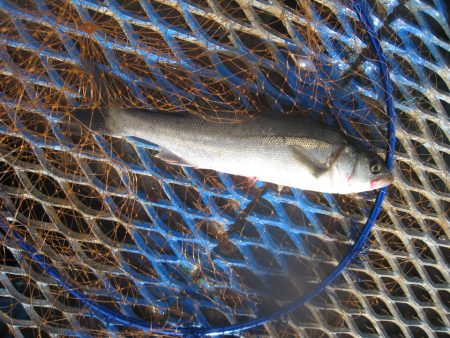 オリジナルメーカー海づり公園(市原市海づり施設) 釣果