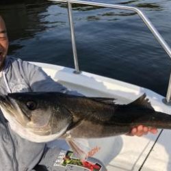 シーマジカル 釣果