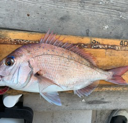 幸吉丸 釣果