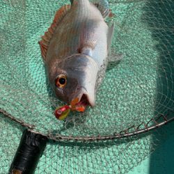さんさん丸 釣果
