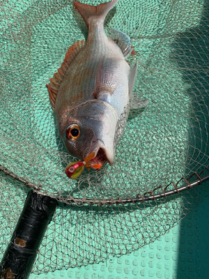 さんさん丸 釣果