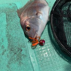 さんさん丸 釣果