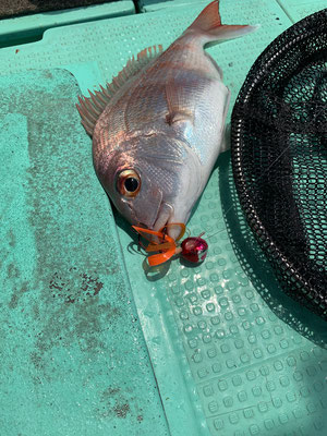 さんさん丸 釣果