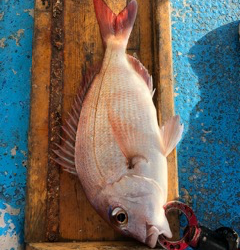 幸吉丸 釣果