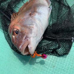 さんさん丸 釣果